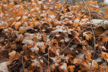 snowy leaf