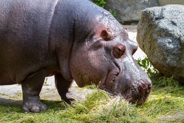 .wild adult hippopotamus in nature in the park and in the background is a rock