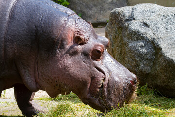 .wild adult hippopotamus in nature in the park and in the background is a rock