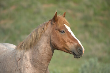 Obraz na płótnie Canvas Wild Horses, portrait of a stallion