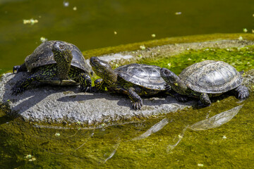 group of small green turtles with carapace on a stone in the park in the river during the day