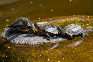 Obraz premium group of small green turtles with carapace on a stone in the park in the river during the day
