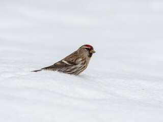 Сommon redpoll (Acanthis flammea) in frosty winter weather in the snow. The common redpoll (Acanthis flammea) is a species of bird in the family Fringillidae.