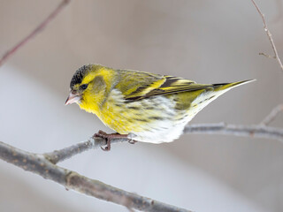 Eurasian siskin (Spinus spinus) is a small passerine bird in the finch family Fringillidae.