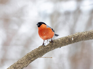 Eurasian bullfinch (Pyrrhula pyrrhula) in winter frosty weather in the snow. The Eurasian...