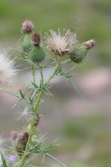 Thistle