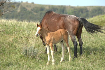 Wild Horses, foal with mare mother