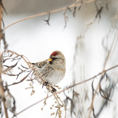 Сommon redpoll (Acanthis flammea) in frosty winter weather in the snow. The common redpoll (Acanthis flammea) is a species of bird in the family Fringillidae.