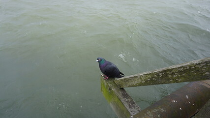 pigeon on the water