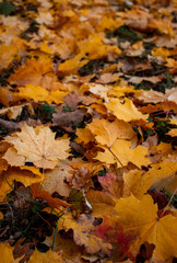 autumn leaves on the ground