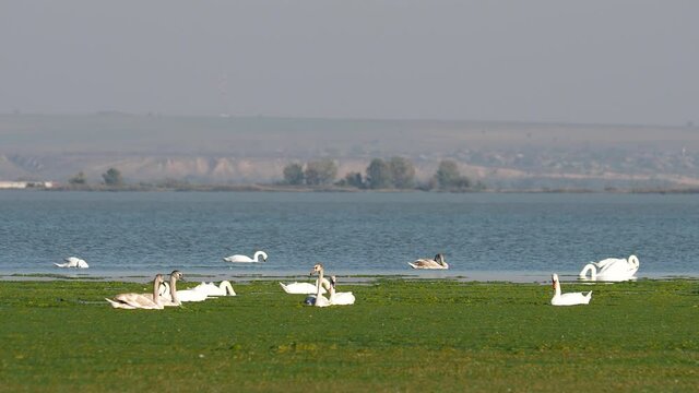 Flock of wild swans feeding with aquatic vegetation on a lake, Cygnus olor