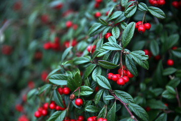 Obraz premium Shrub with red berries and shiny green leaves, with focus on foreground