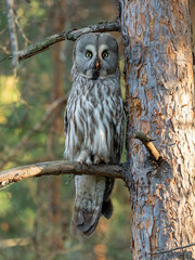 The great gray owl or great gray owl (Strix nebulosa) is a very large owl of European fauna. 
Portrait of Great gray owl, Strix nebulosa, hidden behind tree trunk in the forest, with yellow eyes.