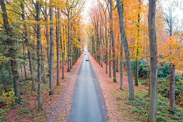 Obraz premium Road in the woods in the Netherlands in fall