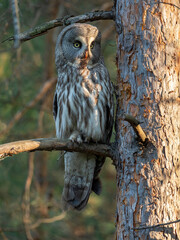 The great gray owl or great gray owl (Strix nebulosa) is a very large owl of European fauna. 
Portrait of Great gray owl, Strix nebulosa, hidden behind tree trunk in the forest, with yellow eyes. Wild