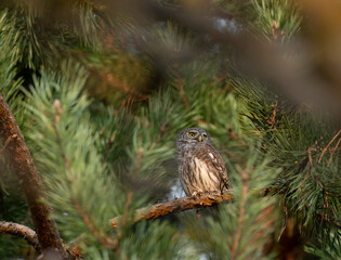 Eurasian pygmy owl (Glaucidium passerinum) is the smallest owl in Europe. Eurasian pygmy owl hides among the green branches of a pine tree - an example of camouflage in nature.
