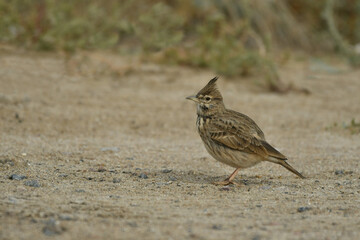 Obraz premium Small Crested Lark breeding on the ground
