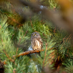 Eurasian pygmy owl (Glaucidium passerinum) is the smallest owl in Europe. Eurasian pygmy owl hides among the green branches of a pine tree - an example of camouflage in nature.