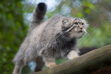 Naklejka na ściany i meble Pallas's cat (Otocolobus manul). Manul is living in the grasslands and montane steppes of Central Asia. Portrait of cute furry adult manul on the branches of a tree