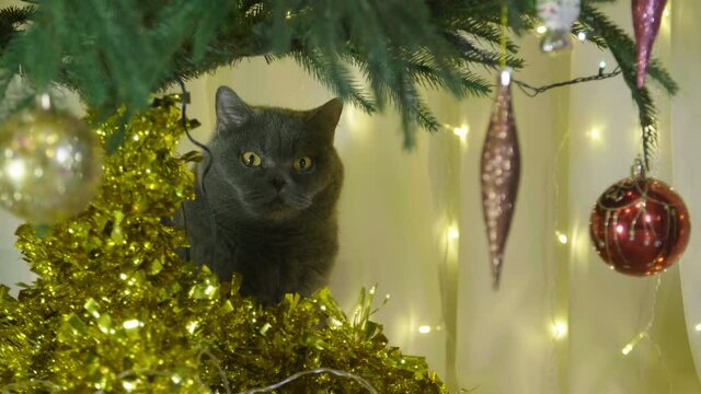 Big fluffy and lazy  british cat yawn under The Christmas Tree. Christmas and New Year Decoration.  Animal portrait of Christmas cat. British cat celebrate Christmas and New Year. 