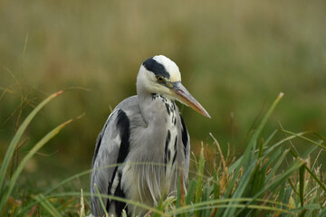 Elegant Grey Heron portrait in atumn colours