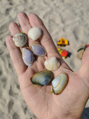 seashells in the palm of your hand. Various seashells in the palm