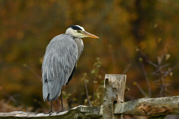 Obraz premium Elegant Grey Heron perched on the fence and dry feathers
