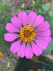 pink flower inside yellow in the garden
