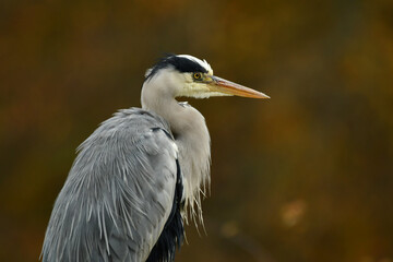 Obraz premium Elegant Grey Heron portrait in atumn colours