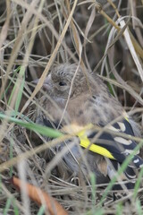 young goldfinch hiding