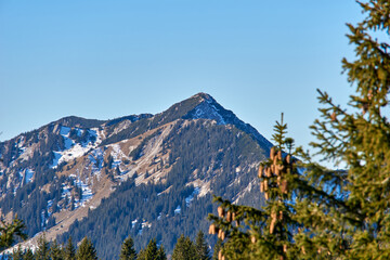 Alpine Mountain with a tree in the foreground