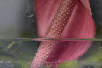 fotografia decorativa macro flores