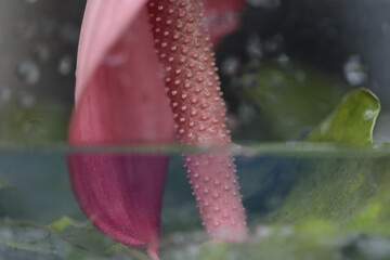 fotografia decorativa macro flores
