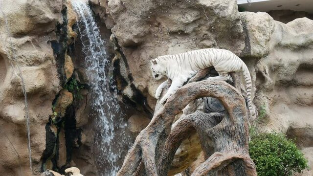 white tiger island near waterfalls, trees and stones, Lora park, Tenerife, Canary Islands