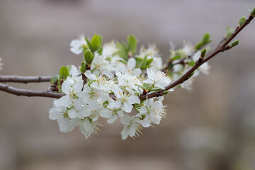 The cherry tree blooms in spring