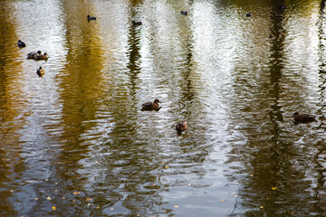 Ducks swim on the pond