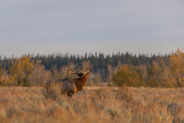Bull Elk in Wyoming During the Rut in Autumn