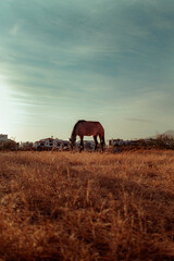 Obraz premium horse at sunset