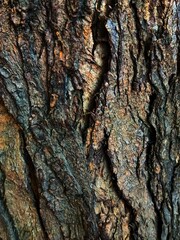bark of a tree