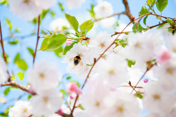 cherry blossom in spring time