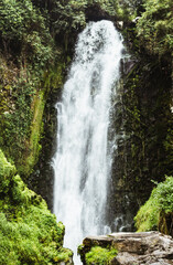 Obraz premium waterfall in the forest