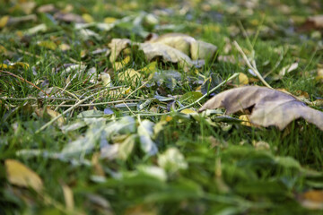 Autumn leaves ground