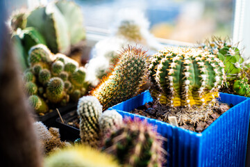 Collectible cacti from different countries in the home collection