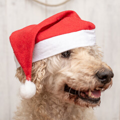 Overgrown face of a dog wearing a Santa hat. Concept for New Year, Christmas.