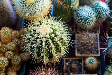 Collectible cacti from different countries in the home collection