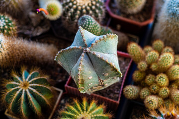 Collectible cacti from different countries in the home collection