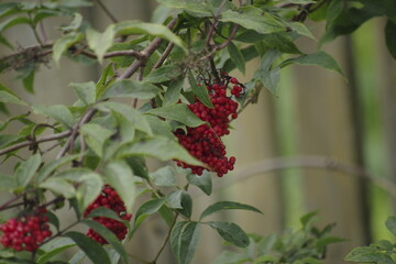 red berries of a currant