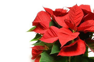 Christmas Star isolated on white. Euphorbia pulcherrima known as Poinsettia or Christmas Star is an ornamental plant native to Mexico.
