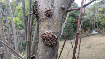 Apple tree suffering in autumn