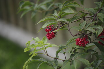 wild strawberry on a bush